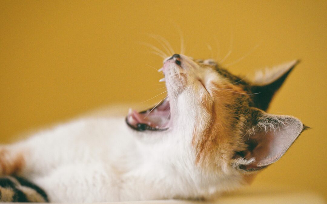 Top 10 Kitten Care Tips for New Owners